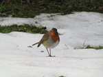 SX02657 Robin [Erithacus Rubecula] in snow.jpg